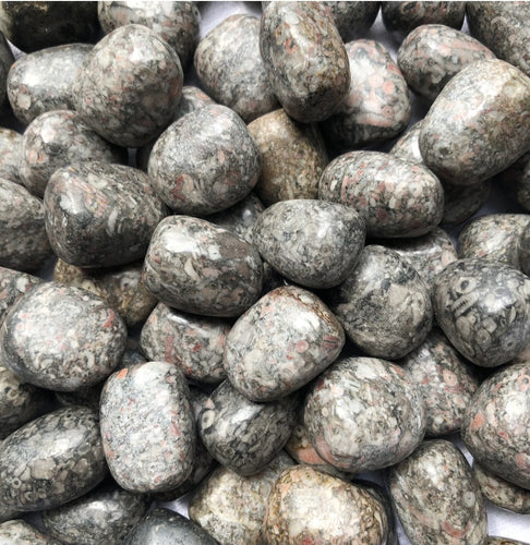 Sea Lily Fossil Tumbled Stones