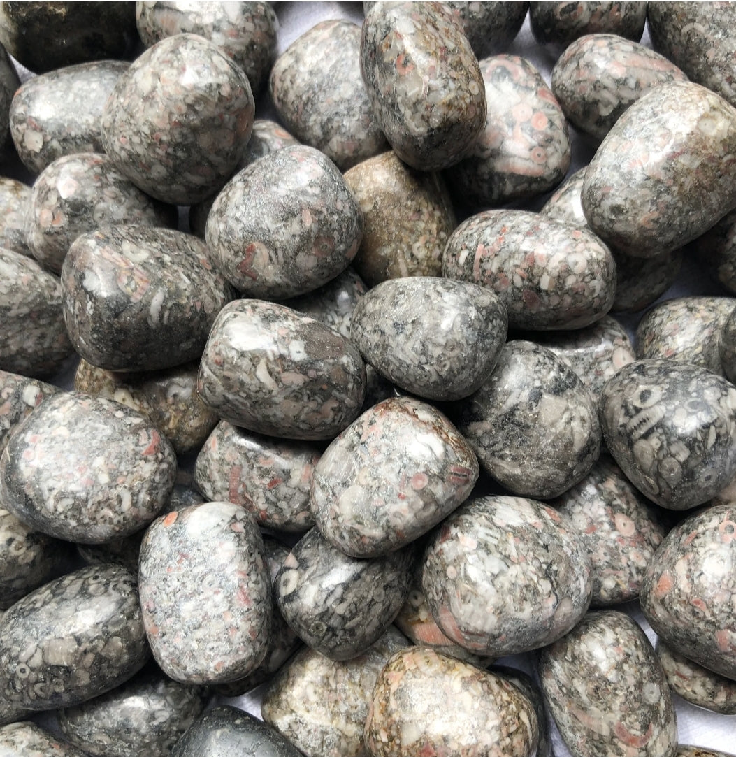 Sea Lily Fossil Tumbled Stones