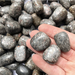 Sea Lily Fossil Tumbled Stones